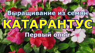 Выращивание катарантуса, он же барвинок. Бабушкин способ посева семян. Взойдет все! Cataranthus.