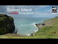 Skomer island  puffin webcam