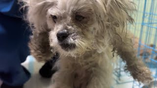 Will Time Help These Furry Kids Regain Trust In Humans After What They Went Thru? by Animal Rescue Center-LiuLi 628 views 12 days ago 3 minutes, 50 seconds