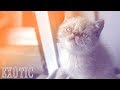 Ideal Companion: Exotic Shorthair Cat | Cat Breeding Videos の動画、YouTube動画。