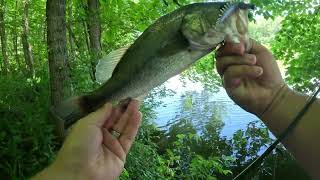 Fishing The Yum Hellgrammite For Bass!