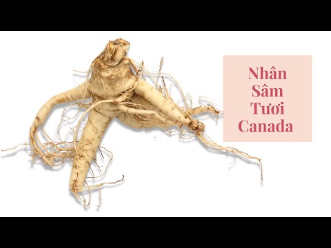 Video: Vân Sam Canada 