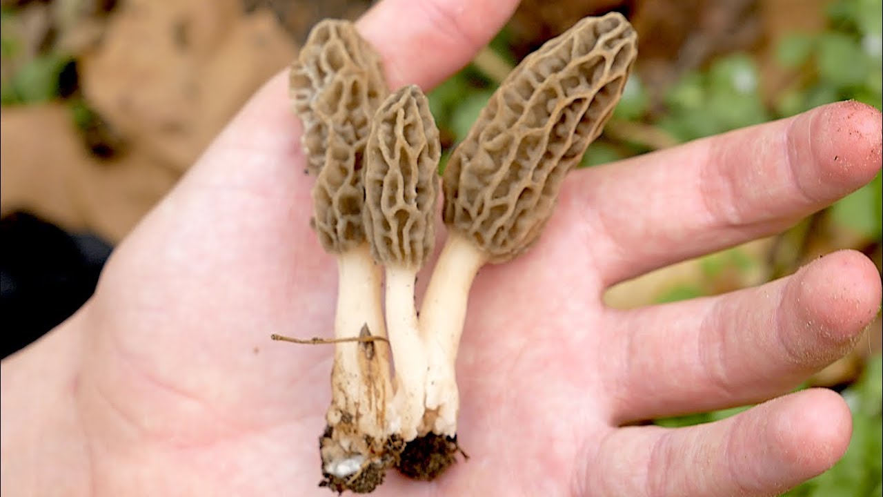 Morel Mushroom Hunting 2020 - First Of The Season!! - YouTube