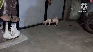 Dambie Gurl Walking Inside The Garage