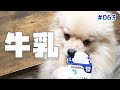 成犬用「ペットの牛乳」が美味しすぎようです【ポメラニアン/らっきー成長記録#063】