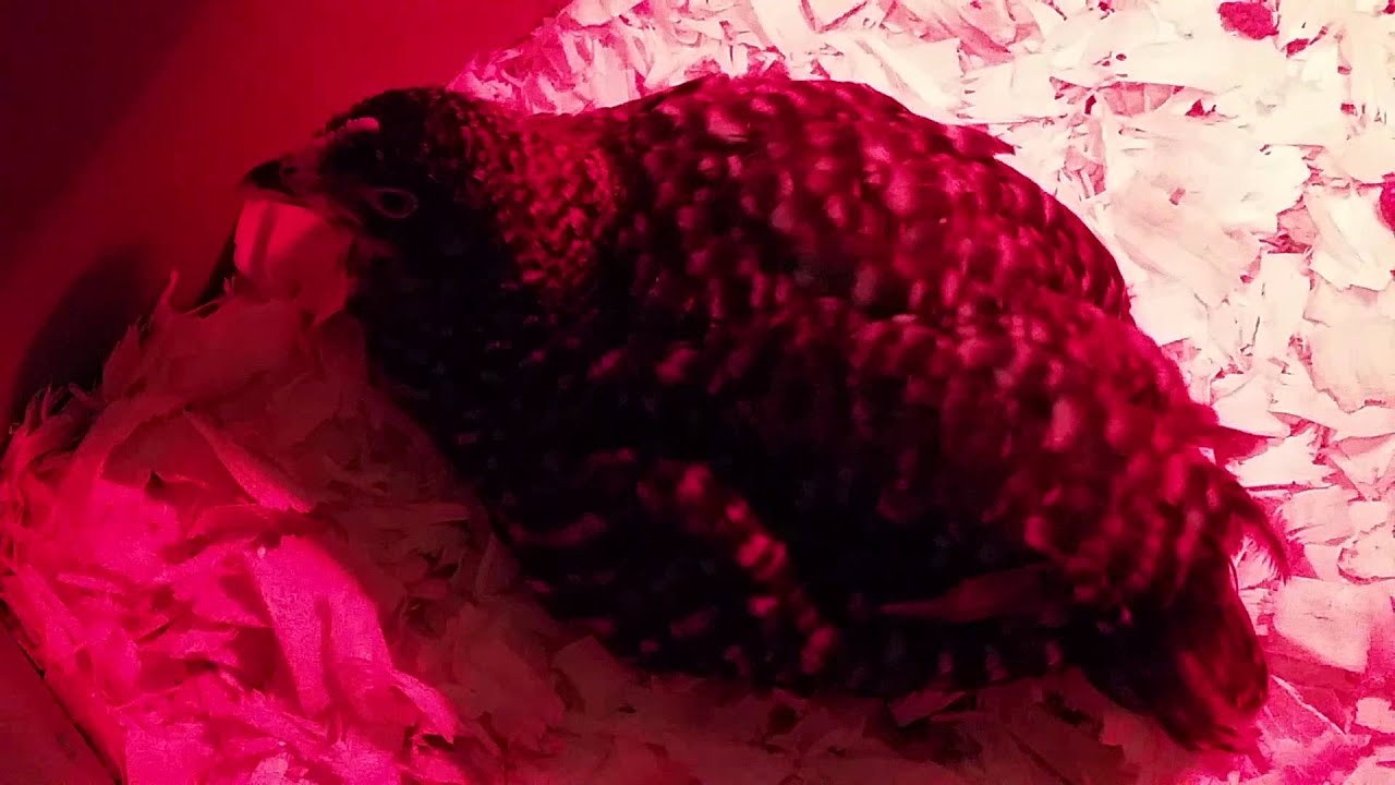 Chick with respiratory issues breathing heavily YouTube