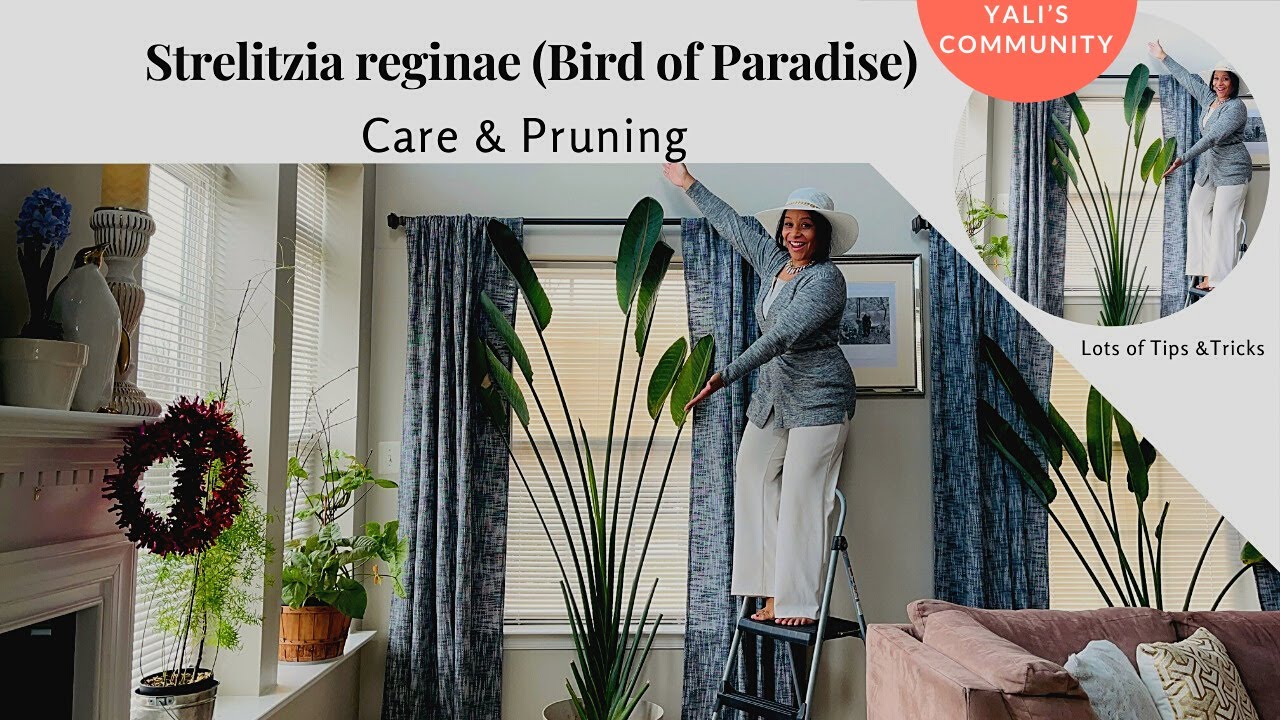 Strelitzia reginae - Bird of Paradise Care and Pruning // Yali's Community  - YouTube
