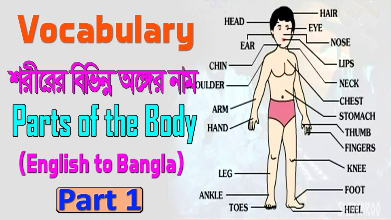 Body Parts Name in English with Pictures  Human body parts, Human body  vocabulary, Body parts