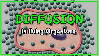 UNDERSTANDING DIFFUSION,How Diffusion works,What Factors affect Diffusion