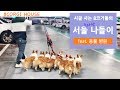 시골 사는 8마리 웰시코기의 서울나들이 (feat. 동물병원)