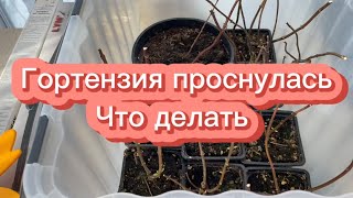 Гортензия проснулась , что делать?