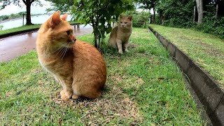 仲良し猫コンビに新メンバーが加わる！？