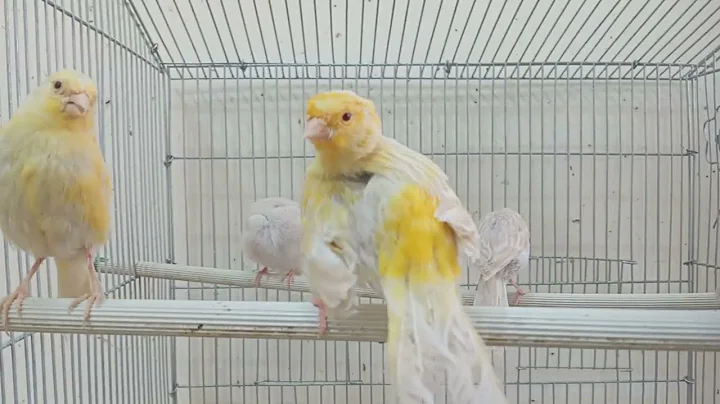 Singing nightingale : The Most Famous Singing Bird in the World | The Best Bird Songs for Relaxation