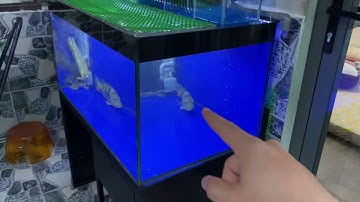 Chia sẽ bộ hồ nuôi cá rồng cho ae mới chơi