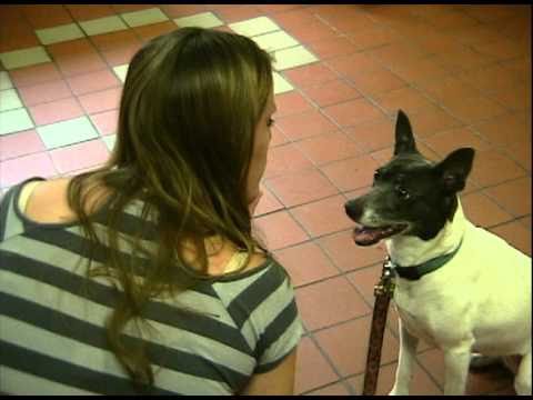 Daphne at Windham County Humane Society 10/2010