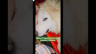 I Used a  HUMAN Pregnancy Test on my Pyrenees   #dog #lgd #Pregnancy #puppies