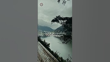 #القرآن_الكريم #اكسبلور #المصحف #quran #beautiful #وديع_اليمني #لايك #تلاوة #foryou