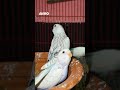 These budgies are posing like professional models #shorts #birds #pet #parrots #trending