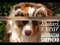 Dog Tricks by Australian Shepherd Kiotari, 1 year ♥