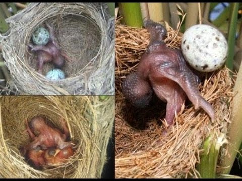 Chim tu hú “Ác” từ trong trứng