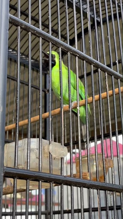 Cucak ijo jamtrok nembak isian Walet