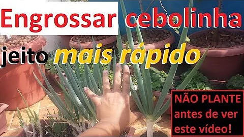 Qual a melhor lua para plantar cebola verde?