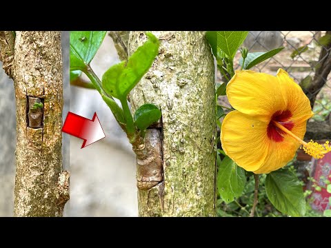 Video: Fantastiske Fordele Ved Hibiscus