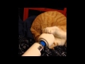 Cat massager