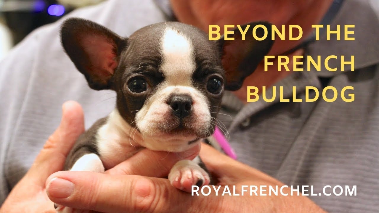 Teacup French Bulldog Everything You