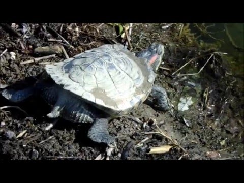 Video: Cum Se Tratează Corect O Broască țestoasă Cu Urechi Roșii