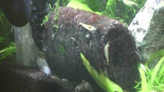ニューラージパールグラスのトリミングとヒゲ苔除去メンテ
