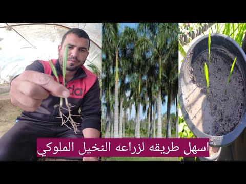 طريقه زراعه نخيل الملوكي من داخل المشتل