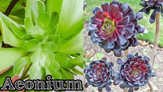 نبات الأيونيوم Aeonium: طرق العناية به من حيث(الري،الضوء،التسميد،وطريقة الإكثار منه) كل هذآ مع ياسين