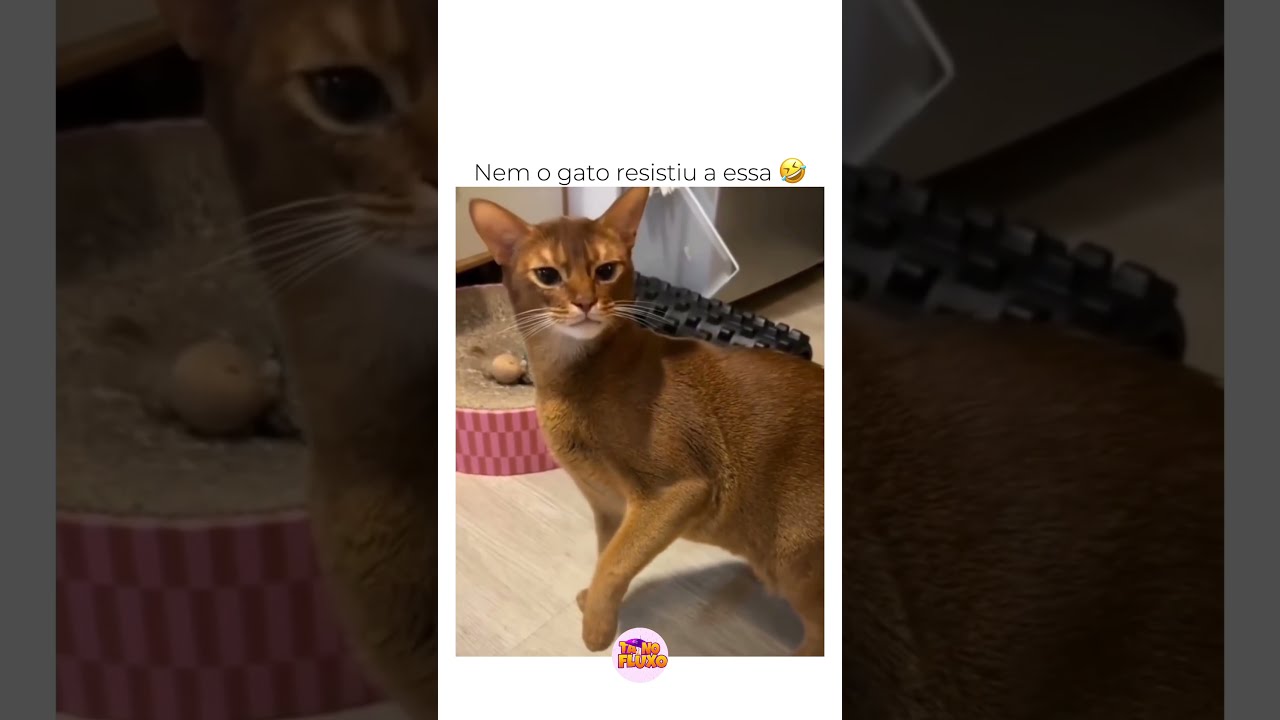 A não kkkkkkk #meme #gato #ia #funk #dança #funny