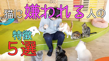 猫が懐いてる人にする行動 Mp3