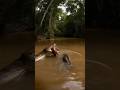 New Mother Hippo Rescues Baby from Big Snake! Discovery Anaconda Series! #bbc #Animal #hunt channel