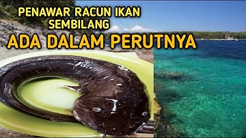 OBAT DIPATIL IKAN SEMBILANG