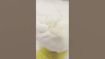 كوكا اكلت الكاميرا كوكا كوكو Birds Talkingparot Parrot Cute Pets 