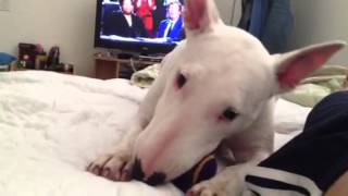 Bull Terrier Playing Fetch