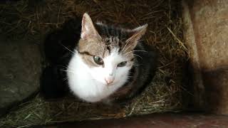 Mother Cat looking after her three Kittens by Cats on the Farm 282 views 2 years ago 45 seconds