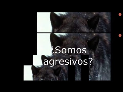 Video: Sobre La Agresión