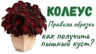 Как формировать Колеусы? Правила обрезки  #колеус #колеусы #coleus #coleusplant #комнатныецветы