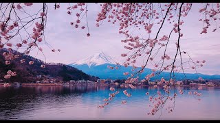 mount fuji wallpaper - sakura blossom wallpaper screenshot 5