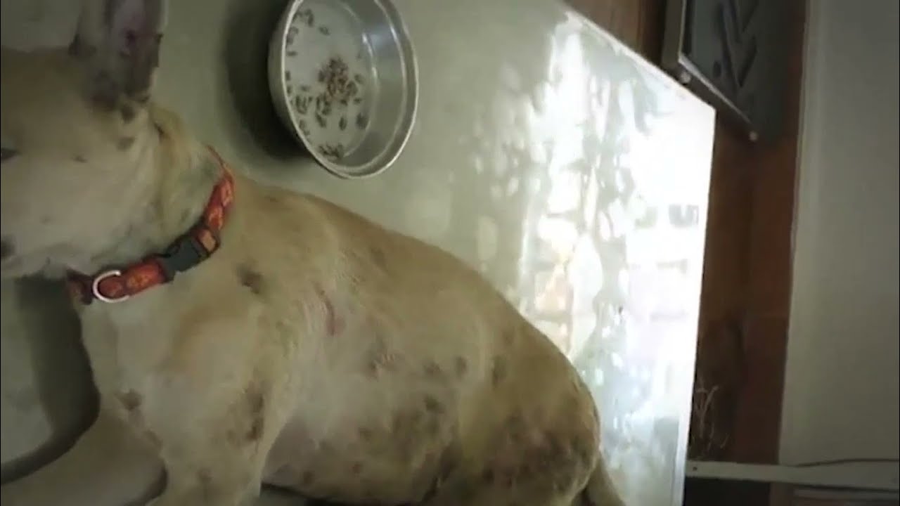 Remove Monster Mango worms from poor dog Mango worms removal 05 YouTube