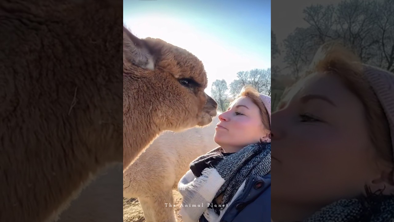 Big Goat Friendship with Owner