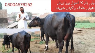 Download Lagu نیلی بار کی خوبصورت پہلن جھوٹی/Neli ki top jhoti for sale Okara Animal Tv/03004576252/26/10/2025 MP3 Download Lagu نیلی بار کی خوبصورت پہلن جھوٹی/Neli ki top jhoti for sale Okara Animal Tv/03004576252/26/10/2025 MP3
