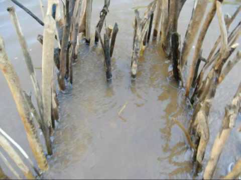 Fish Trap - History, Methods and Types of Fish Traps