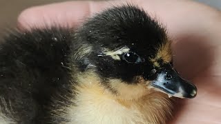 Can You Guess How Many of the 12 Call Duck Eggs Can Be Hatched When My First Incubation? by 叶子慢生活 22 views 2 years ago 3 minutes, 31 seconds