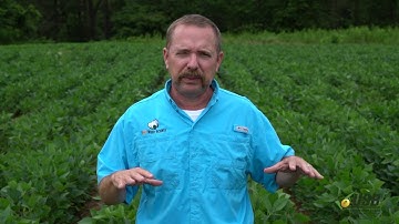 Stop Sequential Applications of Dicamba in Soybean