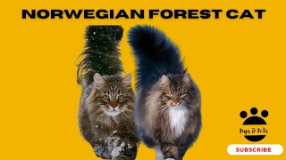 Norwegian Forest Cat, Long Coat Forest Cat